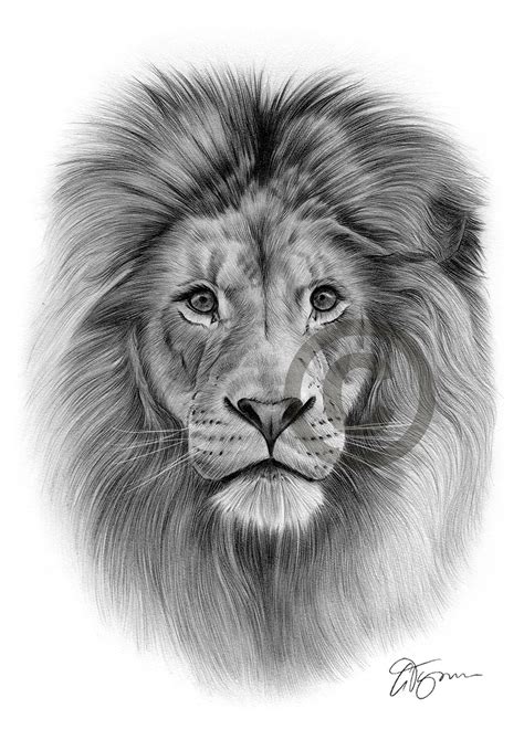 lion drawings in pencil
